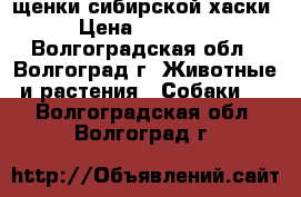 щенки сибирской хаски › Цена ­ 35 000 - Волгоградская обл., Волгоград г. Животные и растения » Собаки   . Волгоградская обл.,Волгоград г.